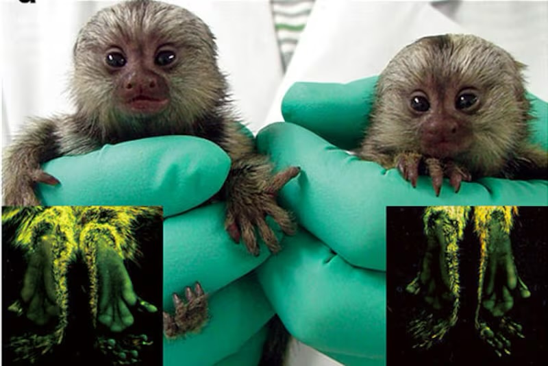 When Scientists Gave Marmosets Human Brains (and Likely Consciousness ...
